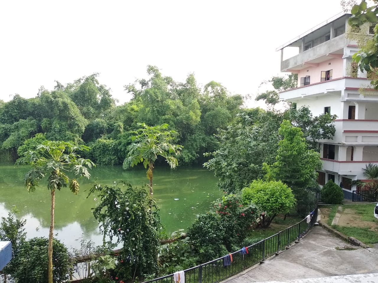 Green pond beside the residential block